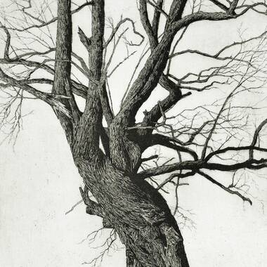 Robinia - Akáty